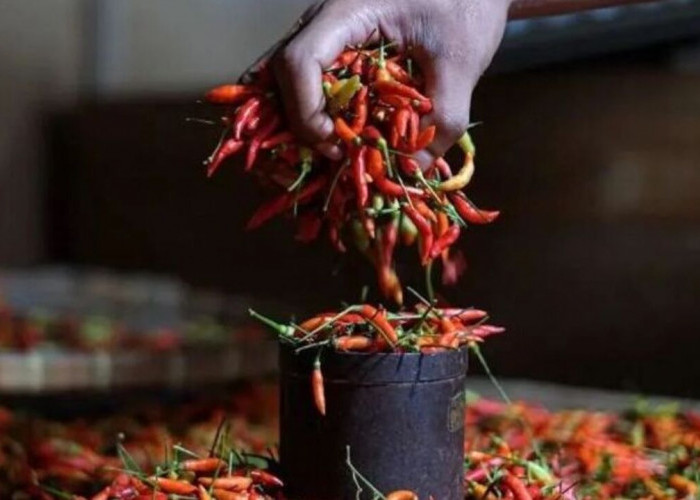 Harga Pangan 6 Agustus 2025: Cabai Rawit Tembus Rp50.286, Bawang Merah Turun ke Rp49.167 per Kilogram !