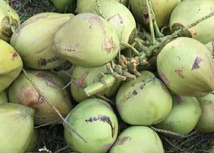 Es Dogan, Minuman Segar yang Paling Dicari Saat Bulan Puasa