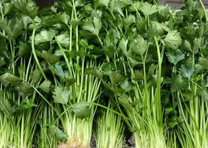 Tak Sekadar Hiasan Sup, Ini Manfaat Seledri bagi Kesehatan Tubuh