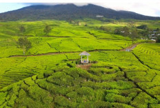 Menjelajah Pagar Alam : Pesona Gunung Dempo, Kebun Teh, dan Kopi Arabika yang Mendunia !
