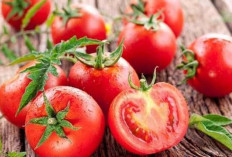 Hanya Mengkonsumsi Buah Tomat, Beragam Manfaat Bisa Didapatkan untuk Kesehatan Tubuh