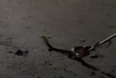 Warga Tapak Lebar Geger, Empat Kobra Sumatera Masuk Permukiman Warga 