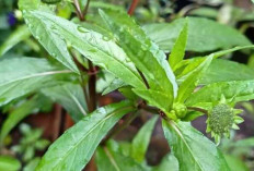 Tak Hanya Menghitamkan  Rambut, Daun Urang aring  Juga  Dapat Mengobati Penyakit Kulit