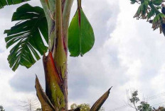 Akar Pisang  Dapat  Mengobati Asma, Hipertensi, dan Sariawan