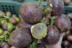 Dukung Kesehatan Jaringan Tubuh dengan Buah Matoa