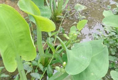 Sayur Genjer : Hidangan Tradisional dengan Manfaat Kesehatan yang Terlupakan