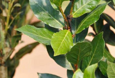 Redakan Nyeri Haid dan Atasi Keputihan dengan Daun Senggani