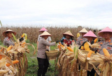 Dukung Ketahanan Pangan Kapolres Ogan Ilir Tinjau Kebun Jagung Binaan di Indralaya