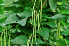 Atasi Infeksi Saluran Kemih dengan Daun Kacang Panjang