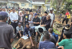 Wako Prabumulih Hadiri Pemotongan Hewan Kurban di RSUD, 15 Ekor Hewan Disembelih untuk Masyarakat