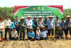 Perkuat Ketahanan Pangan Nasional, Tanam Jagung di Lahan 41 Hektare