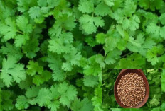 Keluarkan Racun di Tubuh dengan Daun Ketumbar, Ini Caranya! 
