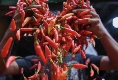 Harga Pangan 6 Januari 2025 : Cabai Rawit Merah Turun Drastis hingga Rp38.380 per Kilogram !