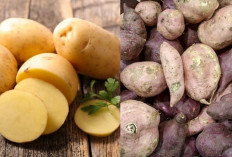 Apakah Ubi dan Kentang Aman untuk Penderita Diabetes?