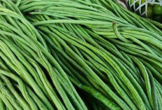 Jaga Kesehatan Kulit dan Pencernaan dengan Kacang Panjang 