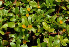 Obati Ambeien dan Cegah Rambut Rontok dengan Daun Gelang