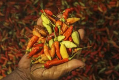 Harga Pangan 31 Januari 2025 : Cabe Rawit Tembus Rp63.650 per Kilogram, Harga Beras Masih Stabil !