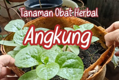 Atasi Penyumbatan dan Lancarkan Pembuluh Darah dengan Tanaman Angkung