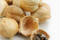 Khasiat Kapulaga: Rempah Aromatik dengan Segudang Manfaat