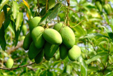 Akar Pohon Mangga Dapat Meningkatkan Vitalitas Pria