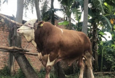 Pemprov Sumsel Ingatkan Ancaman Pidana Pemotongan Indukan Sapi