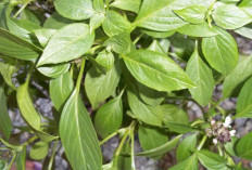 Jaga Kesehatan Mental dan Kurangi Stres dengan Daun Selasih