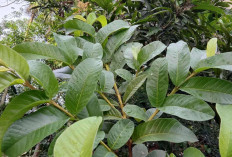 Manfaat Daun Jambu Biji : Solusi Alami untuk Kesehatan dan Kecantikan