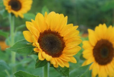 Obati Luka dan Borok dengan Daun Bunga Matahari