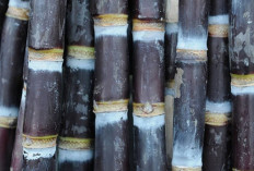Atasi Mimisan dan Jantung Berdebar dengan Tebu Hitam
