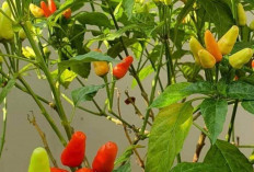 Cabe Rawit, Si Kecil Pedas yang Tak Terpisahkan dari Kuliner Nusantara