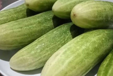 Timun Sayuran Segar Kaya Manfaat yang Semakin Diminati Masyarakat