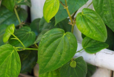 Obati Penyakit Asma dan Radang Tenggorokan dengan Daun Sirih