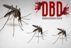 Masyarakat Diimbau Waspada : DBD Terus Menunjukkan Peningkatan !   