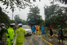 BPBD OKU Bersihkan Material Pohon Tumbang di Jalinsum