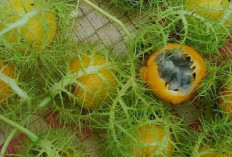 Jaga Kesehatan Ginjal, Gigi dan Tulang dengan Buah Rambusa