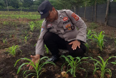 Cek Progres Penanaman Jagung Serentak