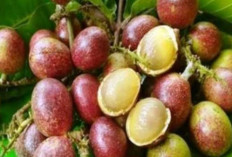 Buah Metoa: Si Manis Asal Hutan Tropis yang Punya Segudang Manfaat untuk Kesehatan