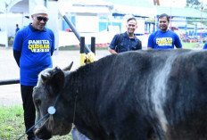 Pertamina Drilling Salurkan 19 Sapi dan 4 Kambing Kurban di Idul Adha 1447 H