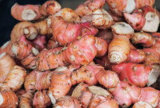 Bersihan Bekas Jerawat dan Atasi Rambut Rontok dengan Lengkuas