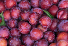 Atasi Jerawat dan Hilangkan Bekasnya dengan Buah Plum