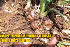 4 Kabupaten Penghasil Kencur Terbesar di Sumatera Selatan :  Memperkuat Warisan Budaya dan Kesehatan !