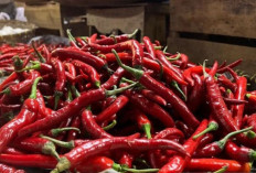 Update Harga Pangan 23 Mei 2026: Cabai Rawit Tembus Rp73.500, Telur Ayam Rp30.500 per Kilogram