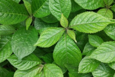 Obati Kencing Batu dengan Daun Bengang