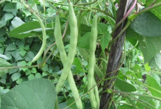 Tingkatkan Kesehatan Tulang dan Saraf dengan Kacang Buncis
