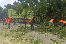 BPBD OKU Evakuasi Pohon Tumbang di Jalinsum