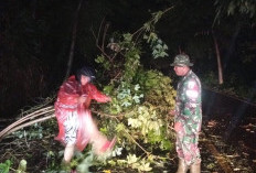 BPBD OKU Evakuasi Pohon Tumbang di Tiga Titik Lokasi