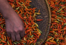 Harga Pangan 20 September 2024 : Cabai Rawit Merah Naik Jadi Rp46.310 per Kilogram !