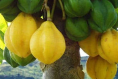 Kurangi Keriput dan Haluskan Kulit dengan Buah Carica