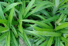 Atasi Stres dan Insomnia dengan Daun Pandan