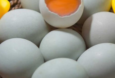 Telur Bebek, Sumber Protein Tinggi dengan Ragam Manfaat dan Olahan